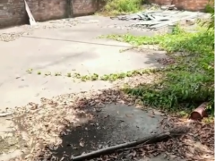 大岭山莞长路旁独院小面积厂房出租，单一层钢构 超低价
